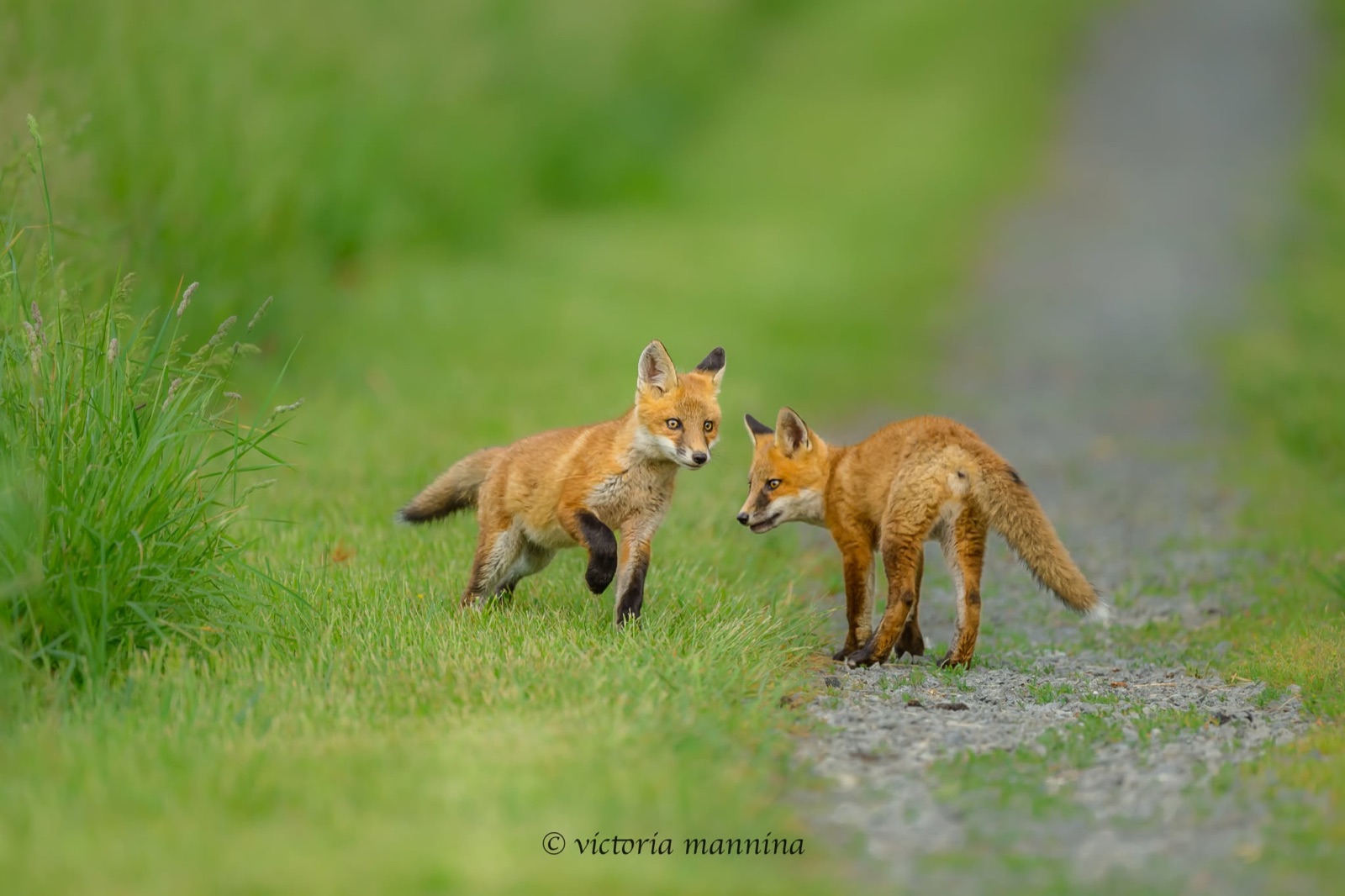 two red fox kits standing close together on a gravel path