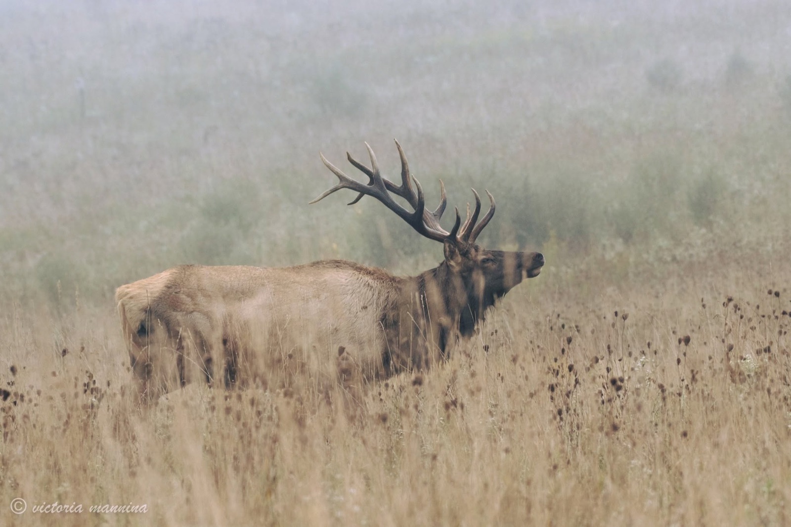 Bull elk bugling in foggy tall grass field