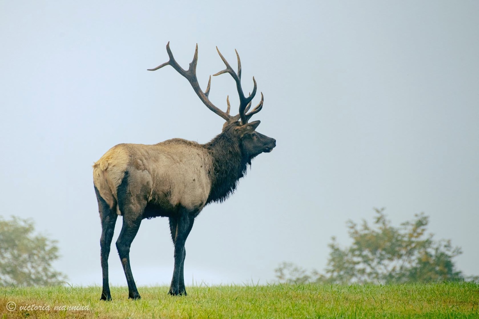 Large bull elk standing broadside, antlers raised, foggy backdrop