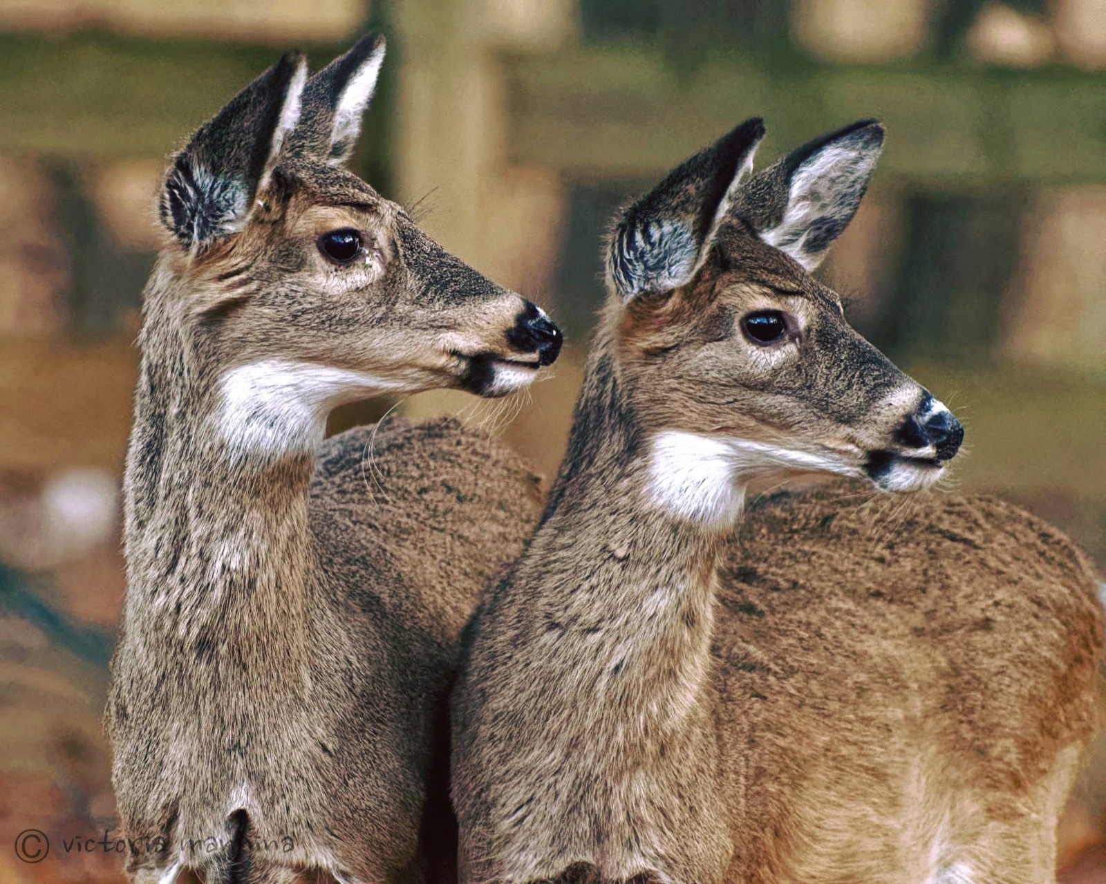 Two white-tailed deer close-up, heads in profile