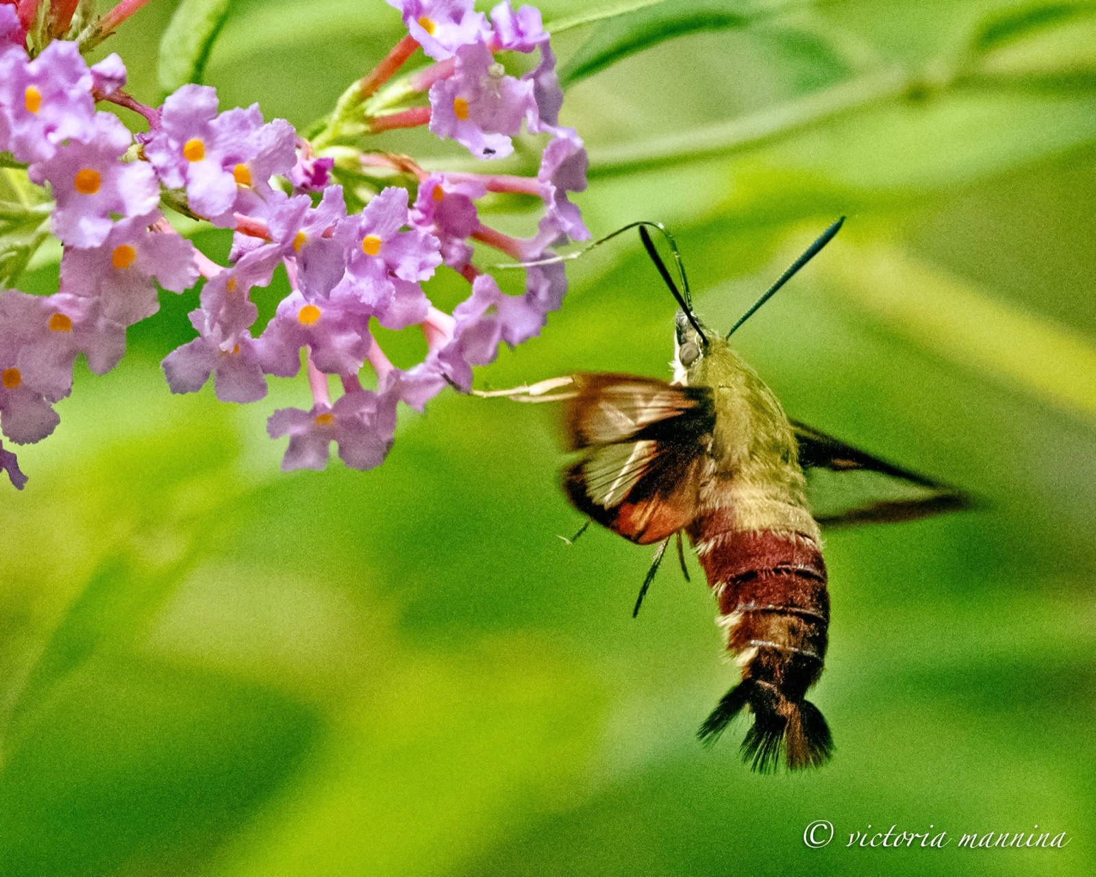 Hummingbird clearwing moth feeding on purple flowers